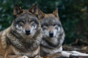 Szukają pomocy w walce z wilkami. Są sfrustrowani i bezsilni. Słuchaj Śliskiej Sprawy