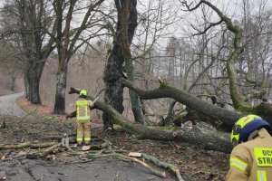 Drzewo spadło na samochód. Niebezpieczne wypadki na drogach regionu