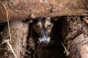 Bezpańskie psy dziesiątkują inwentarz gospodarski w kilku wsiach regionu