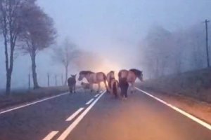 Konie, kucyki i osioł wędrowały drogą w Nowy Rok