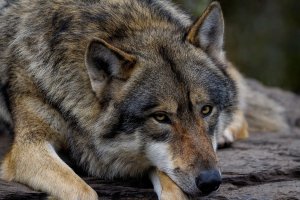 W kilku miejscowościach gminy Markusy widziano wilki