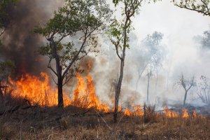 Sztuczna inteligencja pomoże wykryć pożary lasów