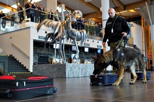Psy służbowe na szkoleniu w Porcie Lotniczym Olsztyn-Mazury
