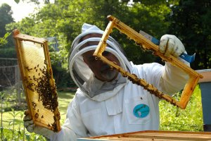 Pszczelarze rozpoczynają sezon. Jakie mają obawy?