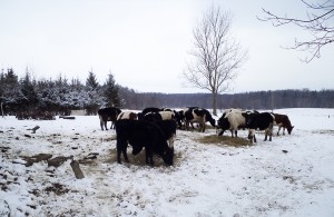 zaniedbane krowy Adama Walickiego z Długołęki, fot. Kinga Grabowska