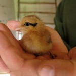 Ptasia Straż apeluje o pomoc dla młodych ptaków. „Wstrzymajmy się z koszeniem trawników”