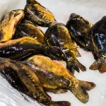 Technolog żywności: karpia wyróżnia spośród innych ryb duża zawartość kolagenu, jest też lekkostrawny