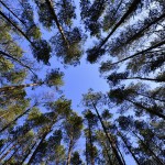 Do lasu po opał? Lasy Państwowe zachęcają do kupna „gałęziówki”