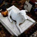  Apel o utworzenie w Olsztynie cmentarza dla zwierząt