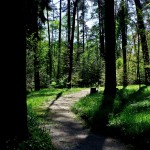 Leśnicy z Młynar zapraszają na spacer