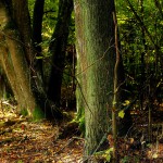Apelacja spadkobiercy Warmiaka  o zwrot lasu koło Tomaszkowa. Sprawę rozstrzygnie Sąd Najwyższy