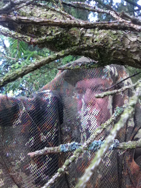 Ucieczka przed owadami