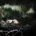  Śpiące jelenie to jak wygrana w totka