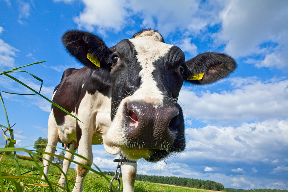 Producenci mleka mogą składać wnioski o dopłaty. Fot. Sławomir Ostrowski