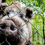Dziki coraz większym problemem mieszkańców Olsztyna. Radni chcą interweniować u ministra środowiska