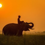  Reportaż „Jeździec, słoń i ścieżka”