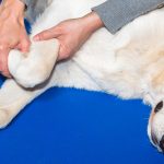 Olsztyńscy naukowcy opracowali innowacyjny implant, dzięki któremu psy po kontuzji kolana odzyskują pełną sprawność