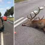 Dzikie zwierzęta przyczyną coraz większej liczby wypadków drogowych