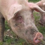 Wzmożone kontrole w pobliżu gospodarstwa, gdzie wykryto wirus ASF u świń