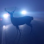 Dzikie zwierzęta na drodze. Dwie osoby ucierpiały w wypadkach z udziałem łosi