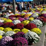 ARiMR przedstawia dane ws. zakupu chryzantem. Potwierdzenie odbioru kwiatów trzeba złożyć do 30 listopada