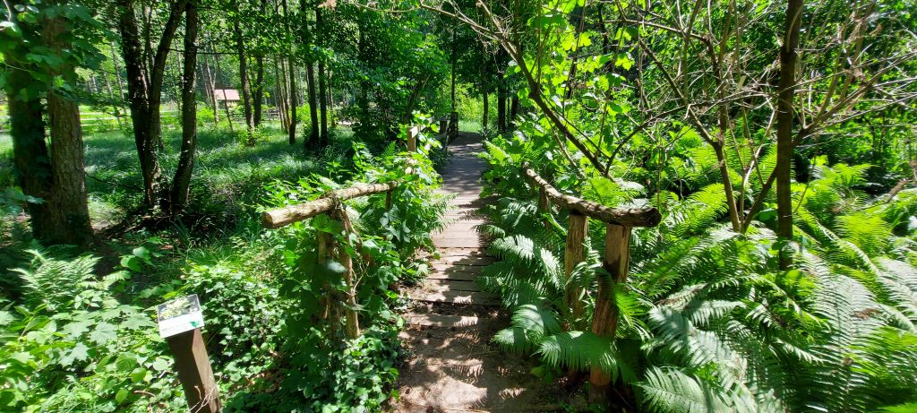 Regionalna turystyka stawia na lasy. „Wiele osób szuka tam odpoczynku”