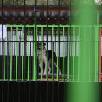 W Śliskiej Sprawie o bulwersujących zaniedbaniach w Schronisku dla Zwierząt w Bystrym. Posłuchaj audycji