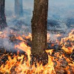 Duże zagrożenie pożarowe w lasach regionu. Strażacy apelują o ostrożność