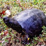 Niezwykłości przyrodnicze: rezerwaty żółwia błotnego i sosny taborskiej [ZDJĘCIA]