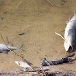 Wiemy co było przyczyną śnięcia ryb w rezerwacie Kwiecewo