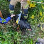 Policjanci uratowali psy ze studni