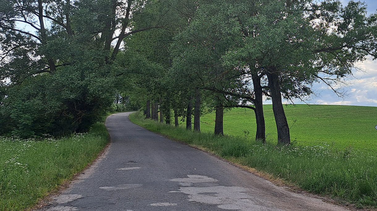 „Drzewa nie wyskakują na drogę”. Policja komentuje plany wycinki 6,5 tysiąca drzew