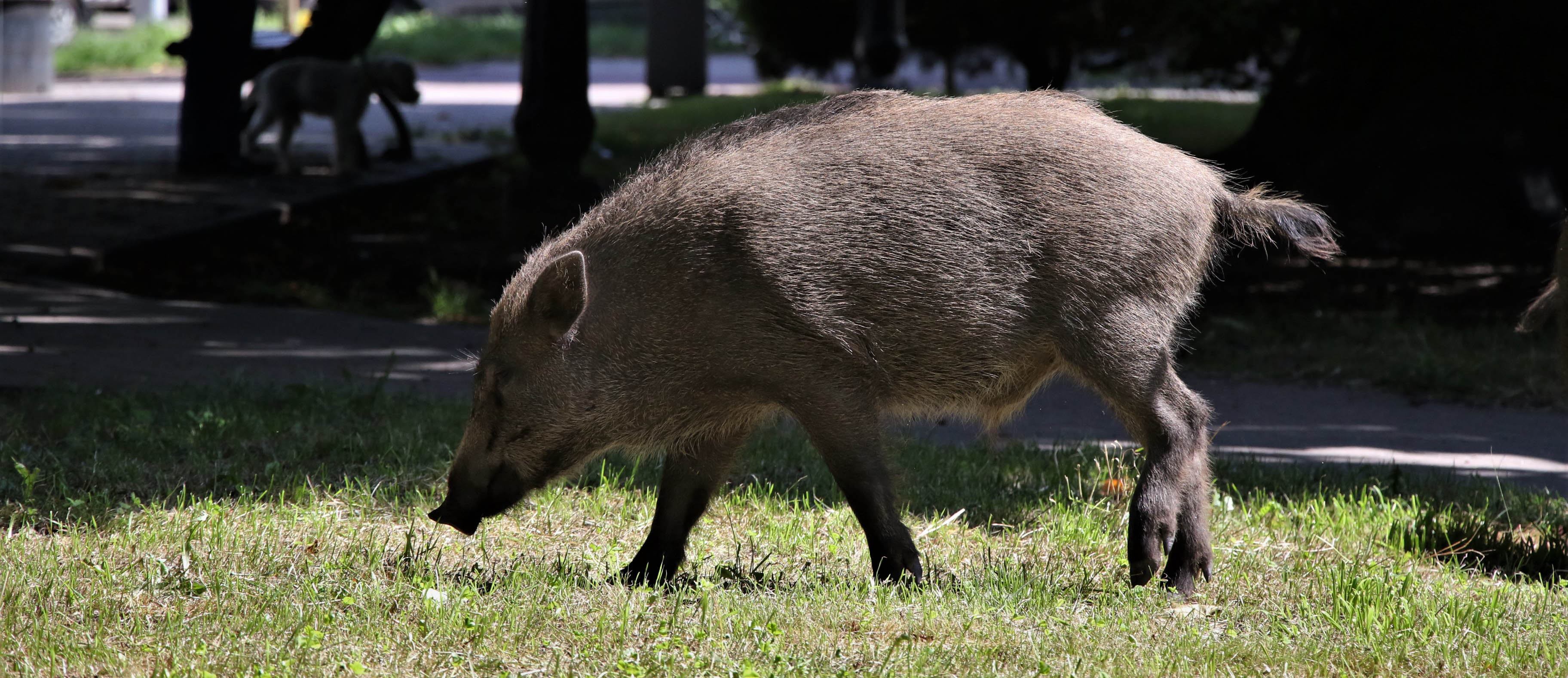 Ekopatrol zamiast myśliwych. Olsztyński model walki z dziką zwierzyną