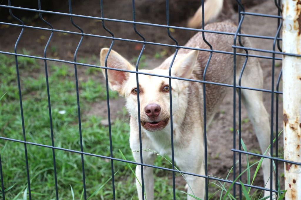 Finał Lata z Pupilem 2025. Fot. Ł. Sadlak