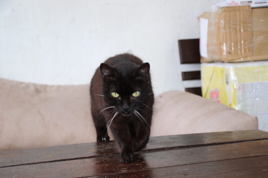 Finał Lata z Pupilem 2025. Fot. Ł. Sadlak