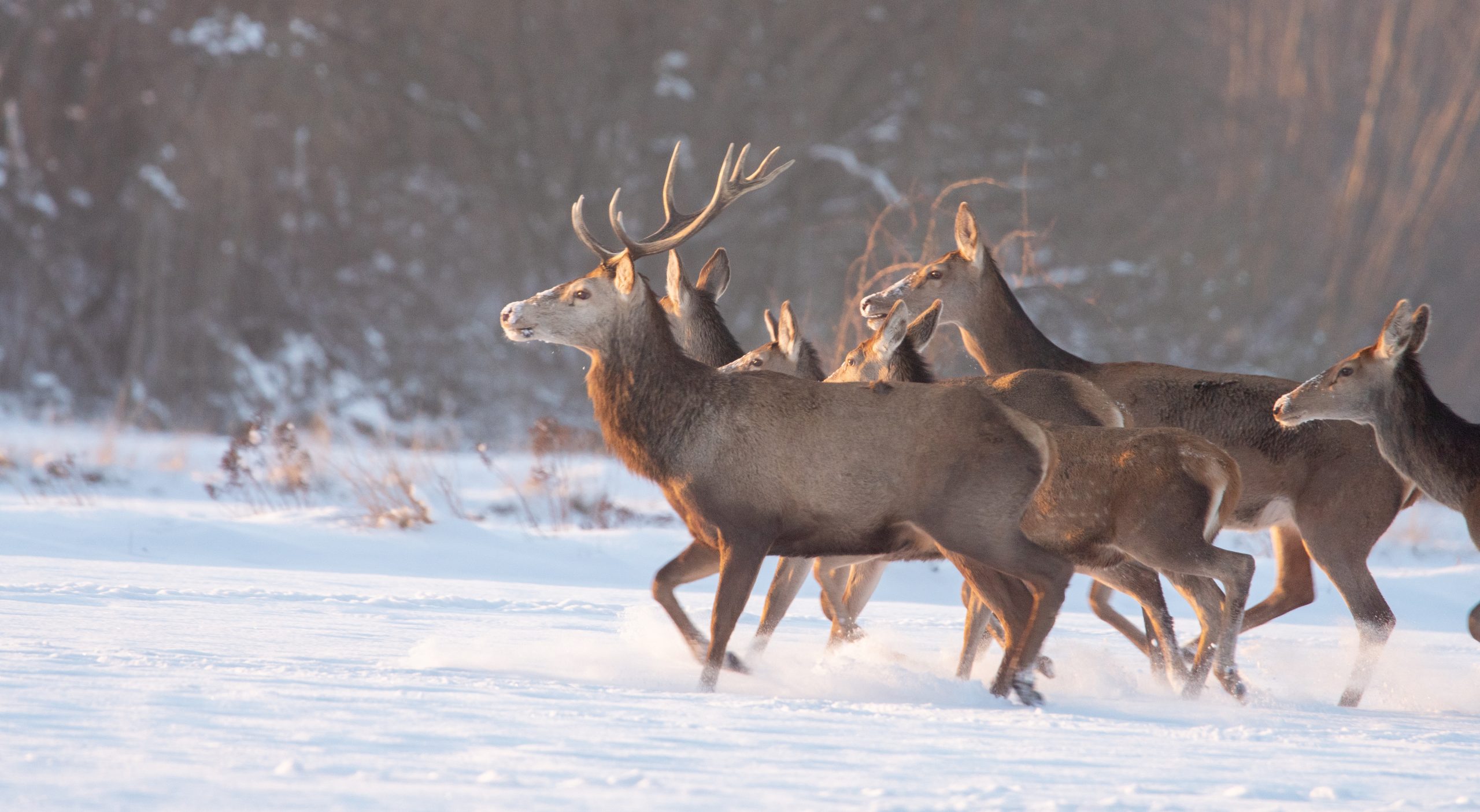 Wilk spłoszył stado jeleni. Dzikie zwierzęta zagrożeniem na drogach