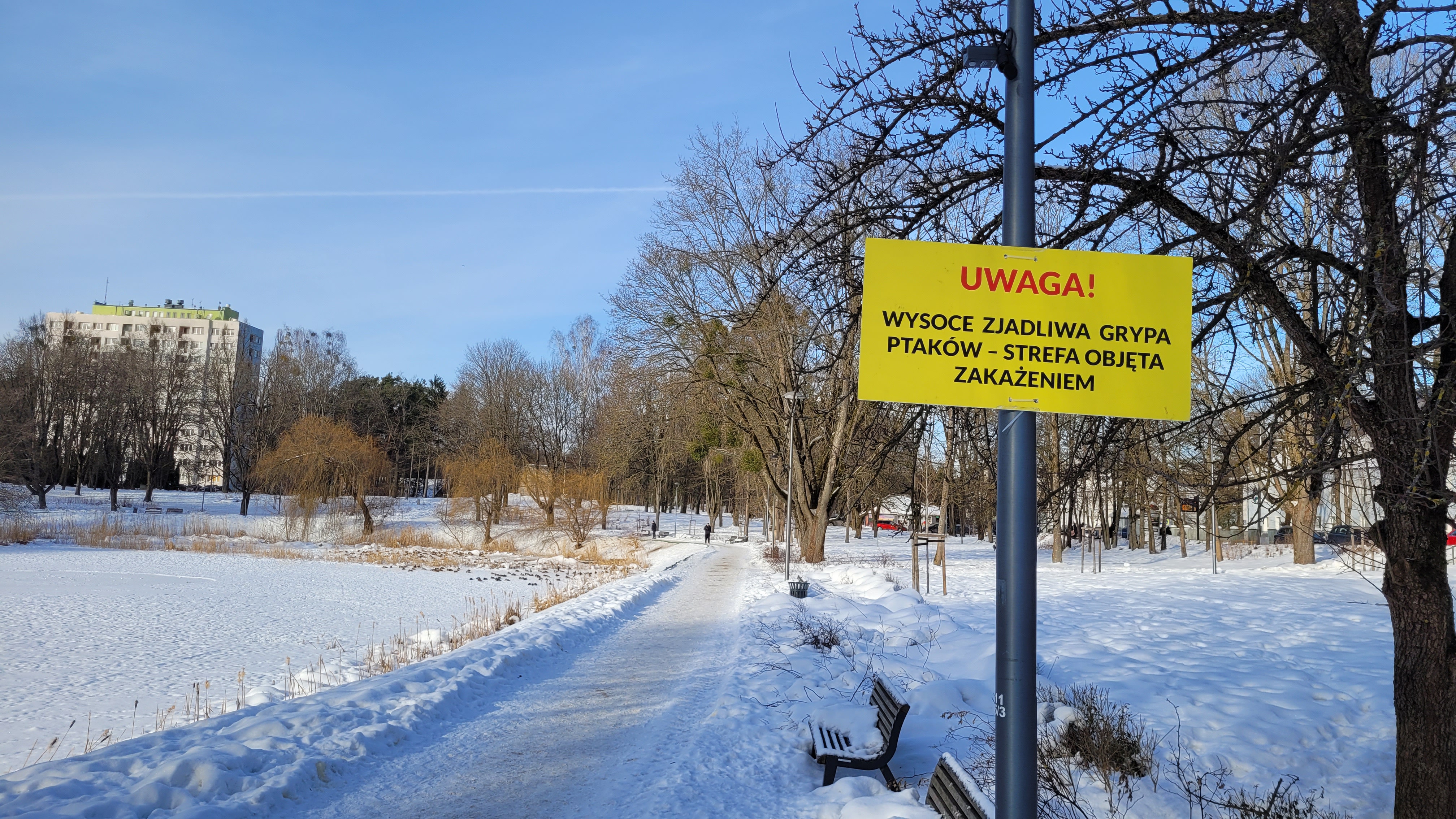 Jakim zagrożeniem dla kotów i psów jest ptasia grypa?