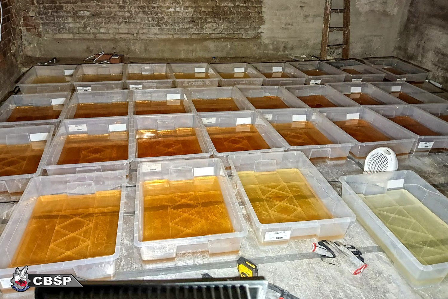 Rozbity gang narkotykowy. Zlikwidowano laboratoria i plantacje marihuany