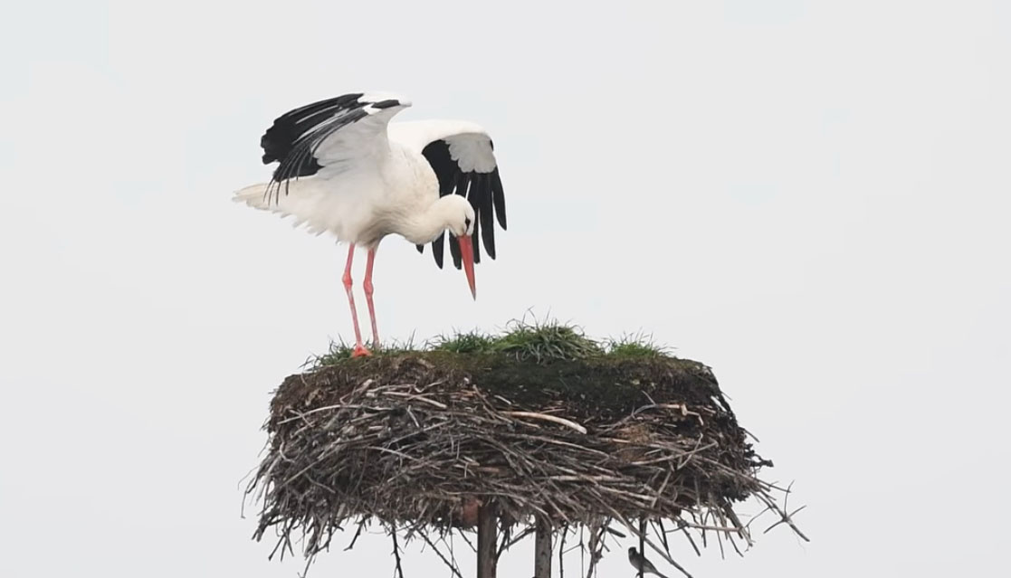 Kwarantanna zakończona. Krutek wrócił do gniazda
