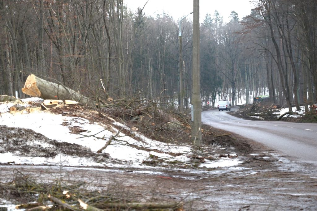 Wycinka drzew na ul. M. Zientary-Malewskiej w Olsztynie. Fot. Ł. Sadlak