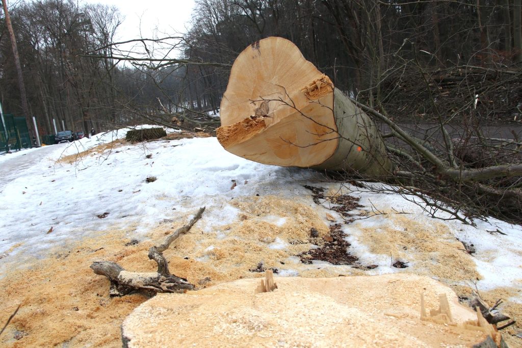 Wycinka drzew na ul. M. Zientary-Malewskiej w Olsztynie. Fot. Ł. Sadlak