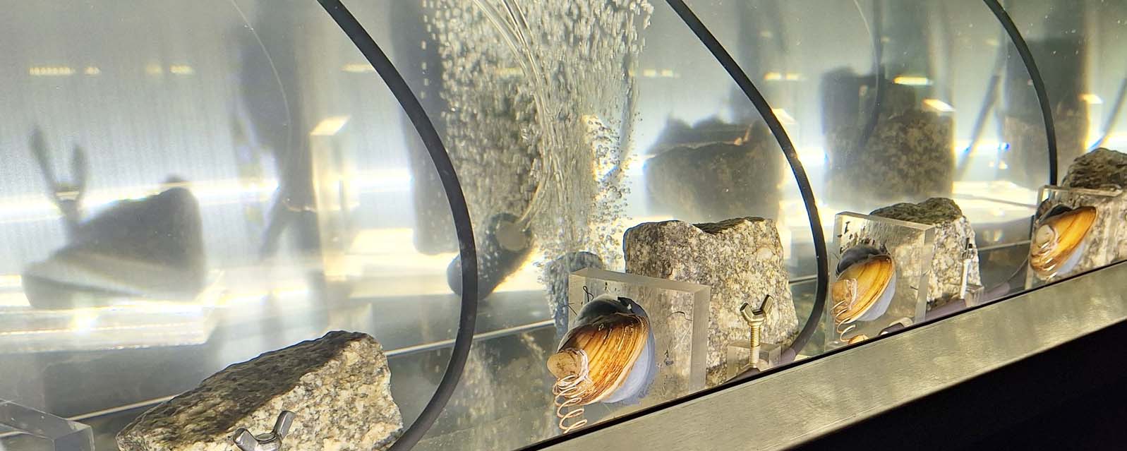 Małże w wodociągach. Niezwykły system kontroli w Elblągu