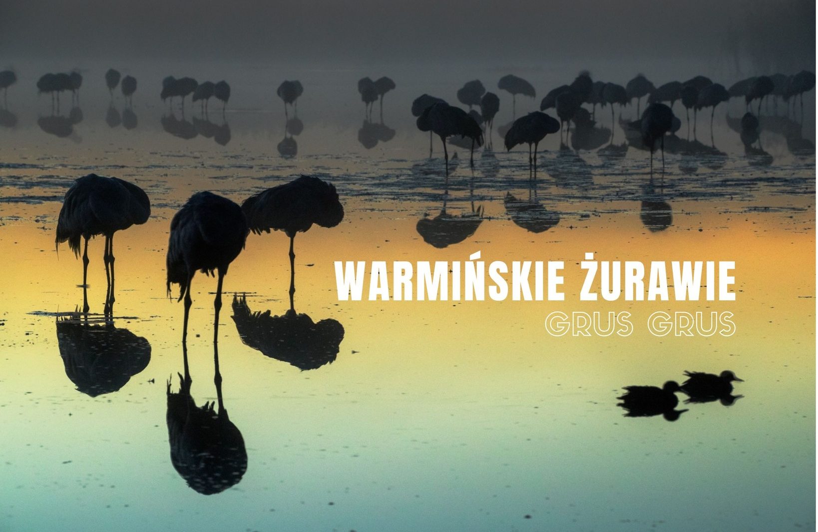 „Grus grus. Warmińskie Żurawie”. Wystawa Andrzeja „Szczurka” Waszczuka w Dywitach