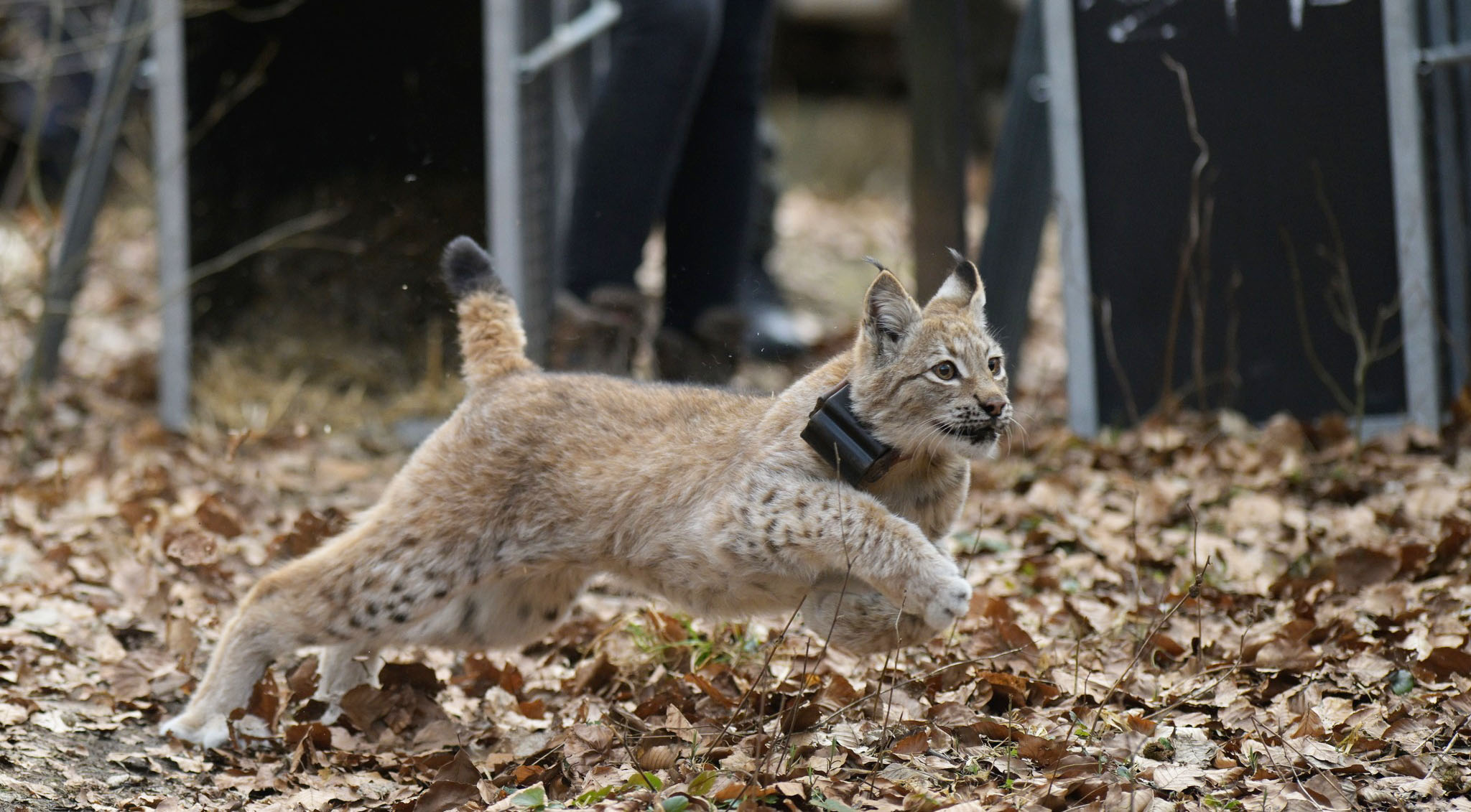 Rysie wracają do naszych lasów. Trzy osobniki wypuszczone na wolność