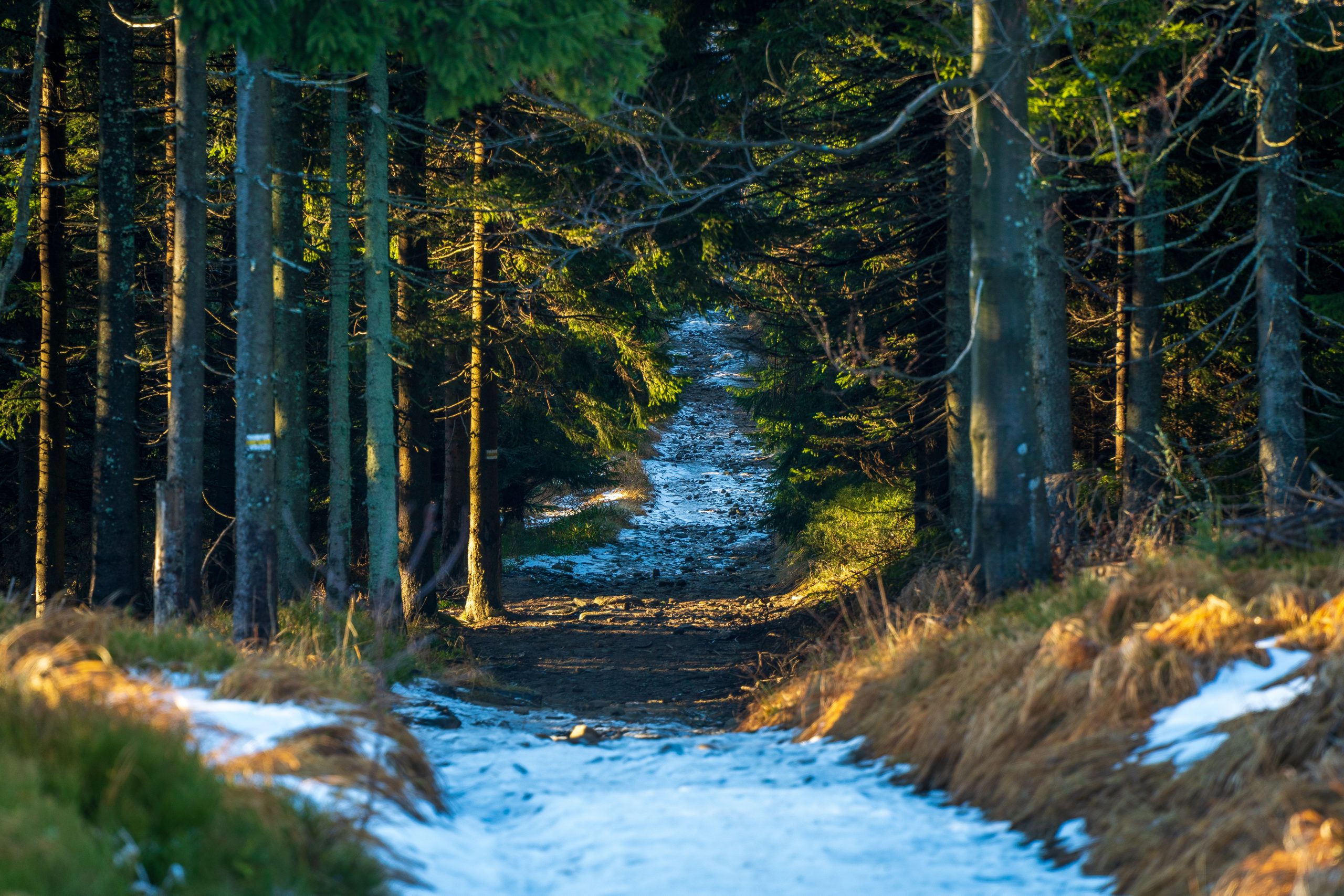 Wiosna meteorologiczna. W lasach widać jej pierwsze oznaki