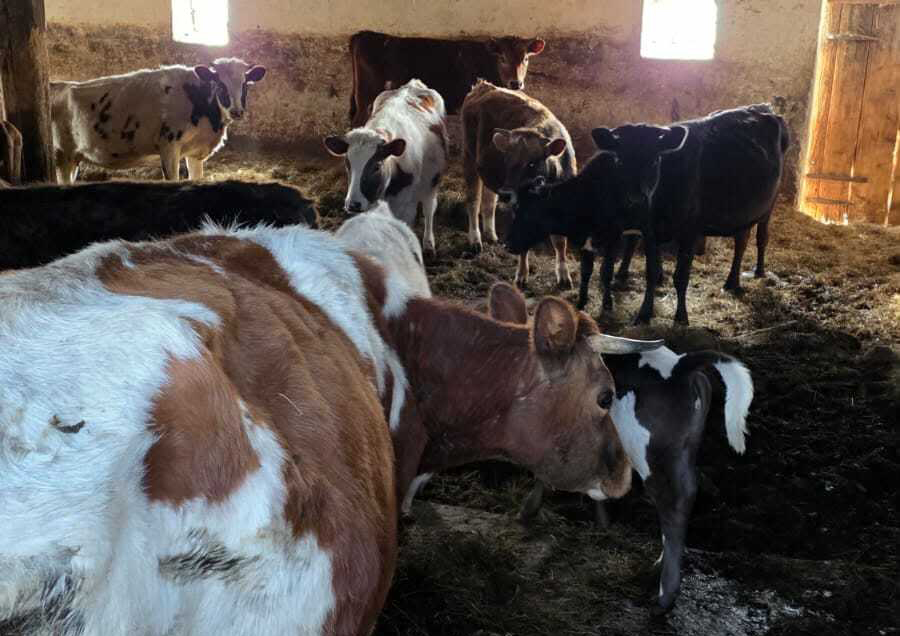 Psy i krowy w fatalnym stanie. Służby interweniowały w gminie Jonkowo