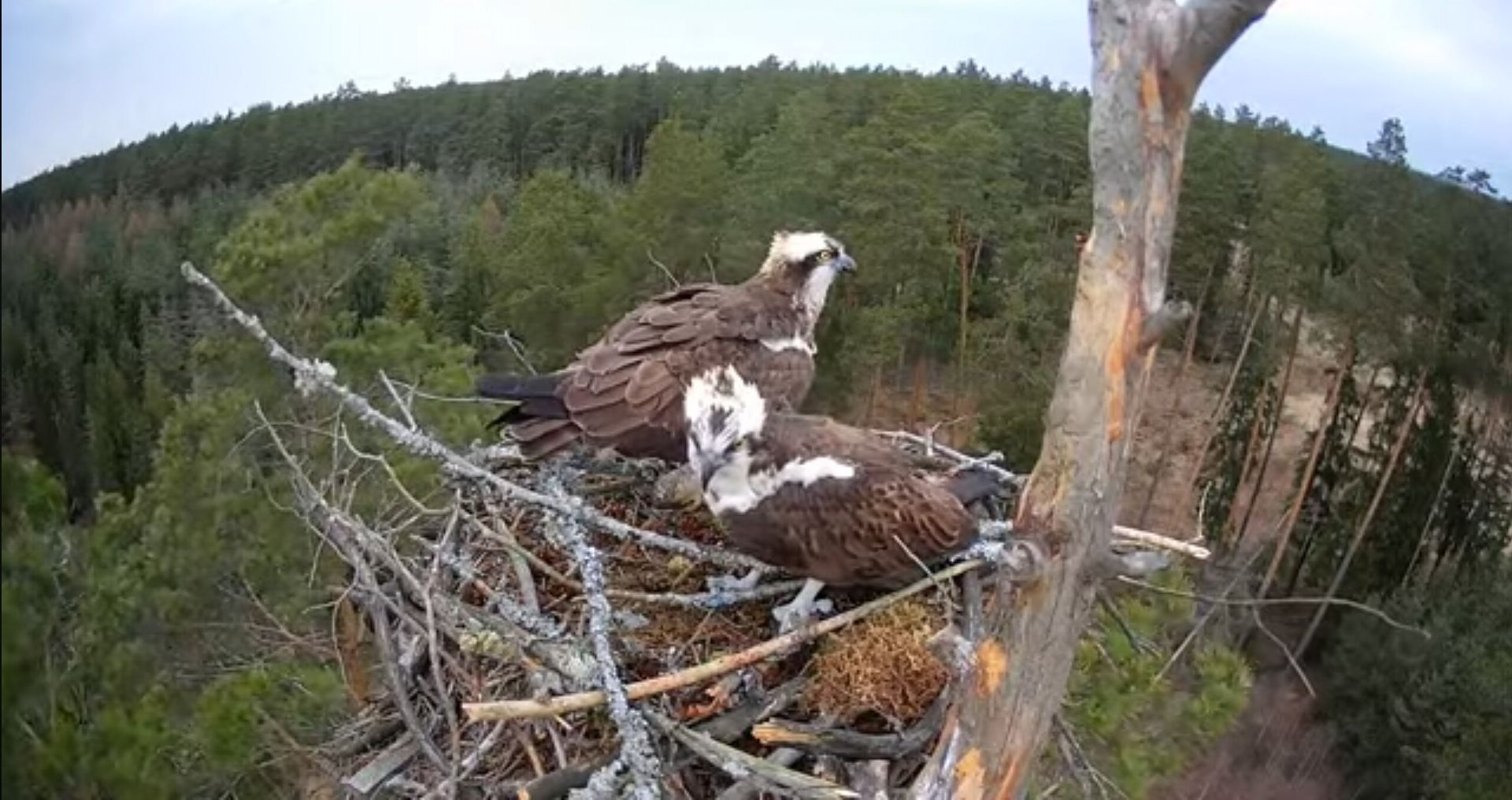 Rybołowy w Nidzicy. Nadleśnictwo ze specjalną kamerą przy gnieździe