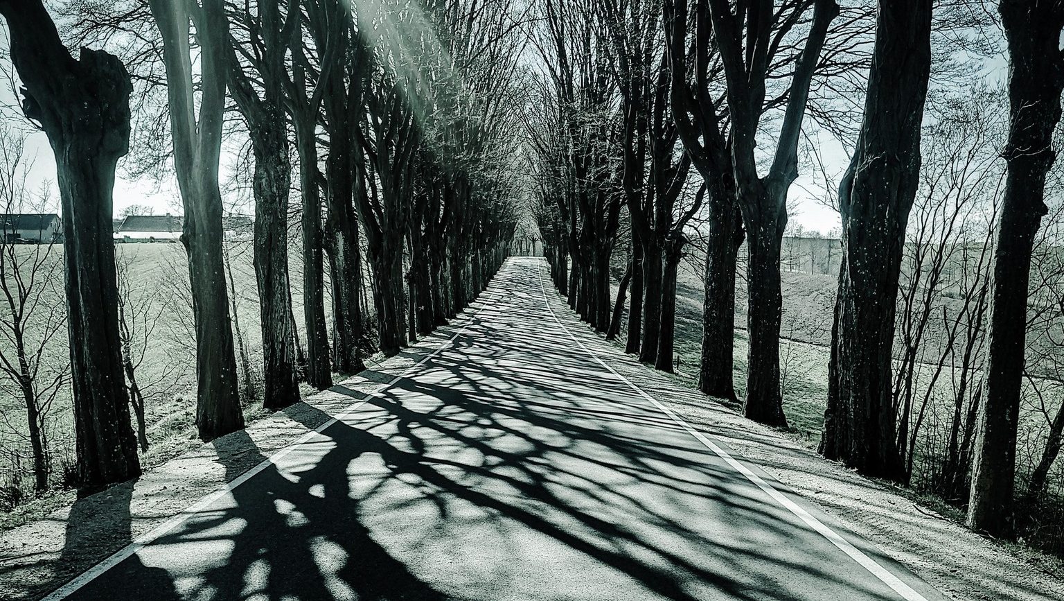 Społecznicy stają w obronie tysięcy drzew. Gorący spór o warmińskie aleje