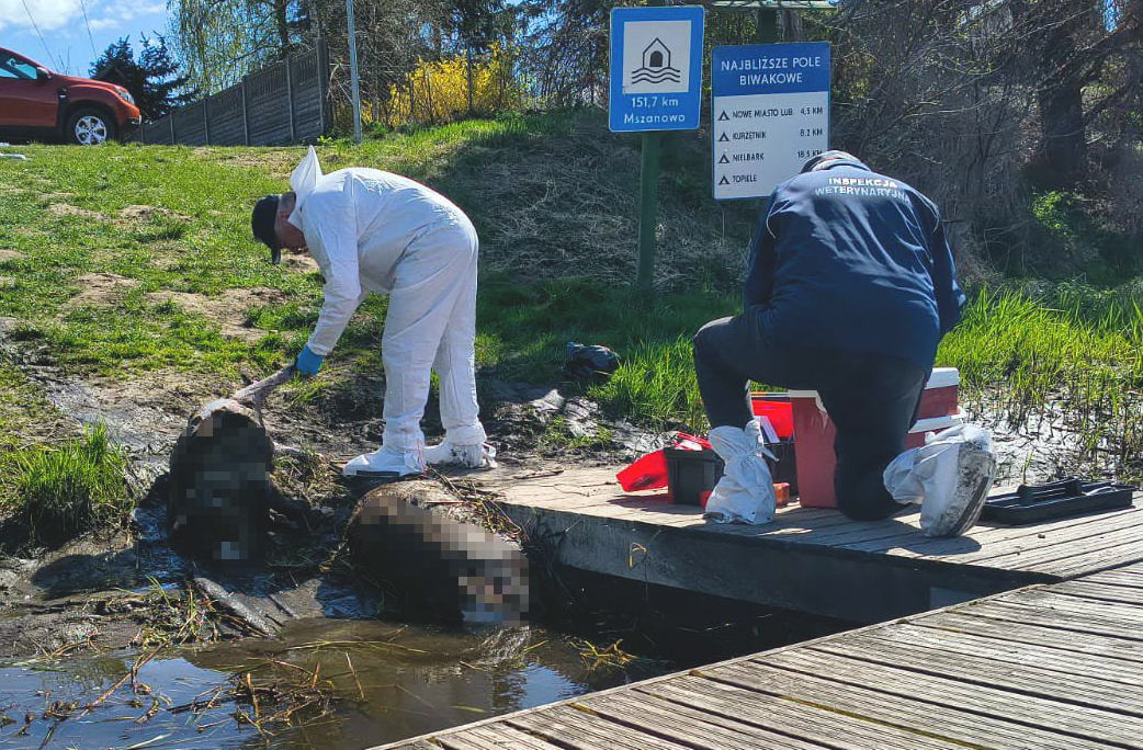Kilkanaście martwych zwierząt wyłowionych z Drwęcy. Służby badają sprawę