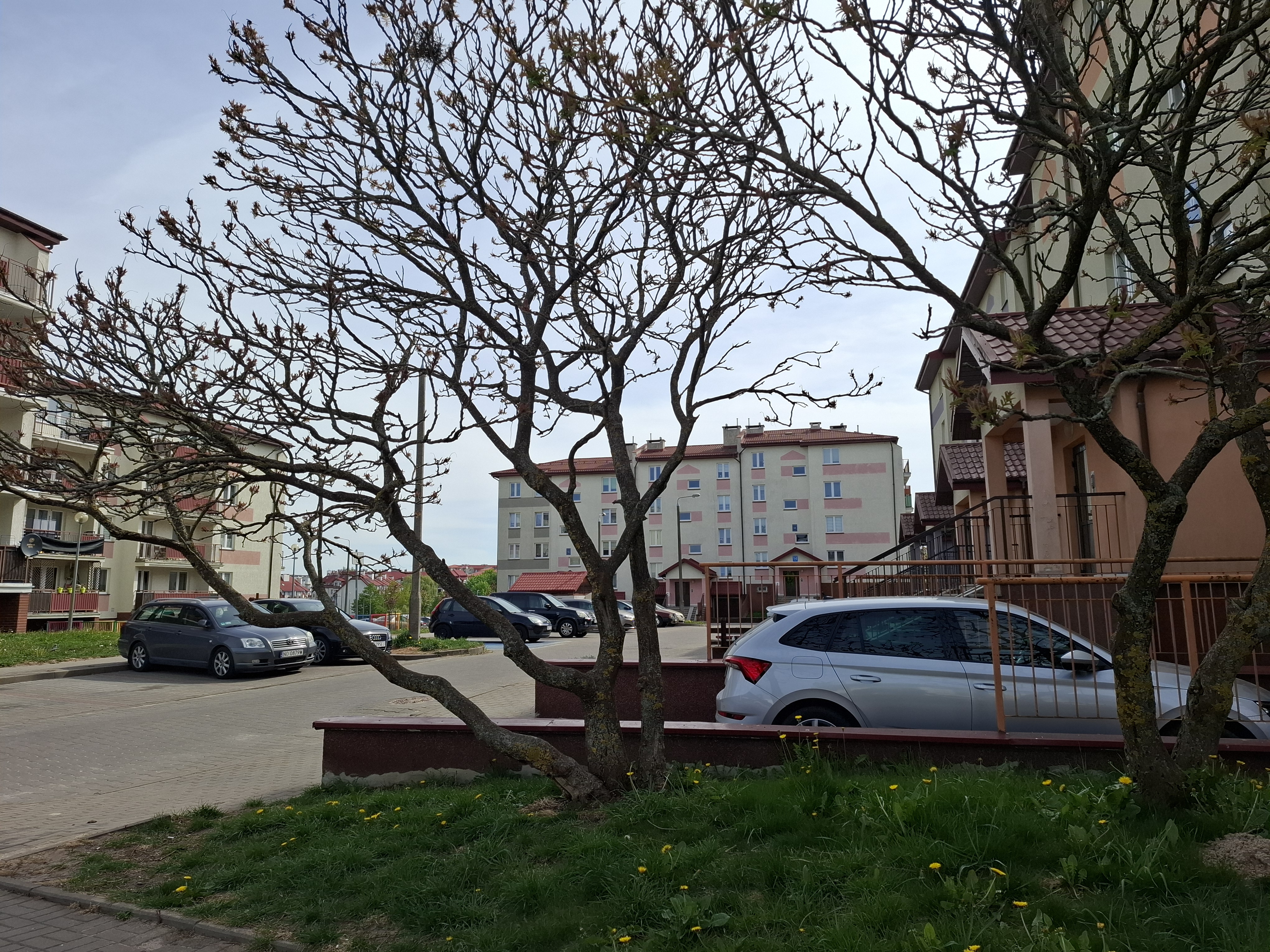 Zieleń pod oknami stała się problemem. Spór mieszkańców z OTBS-em